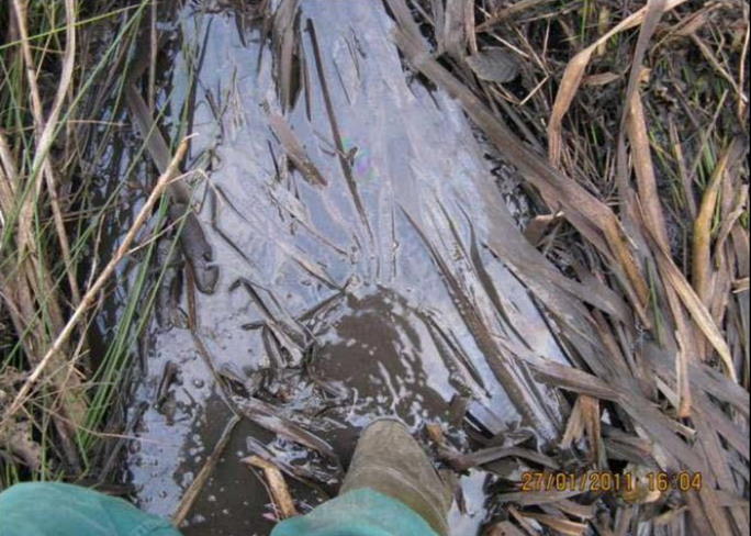 Despite the high contamination with HC