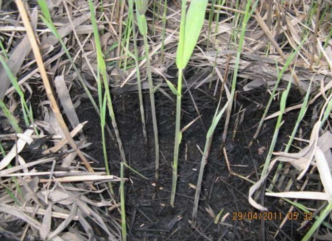 Oil Skimmer plant 2