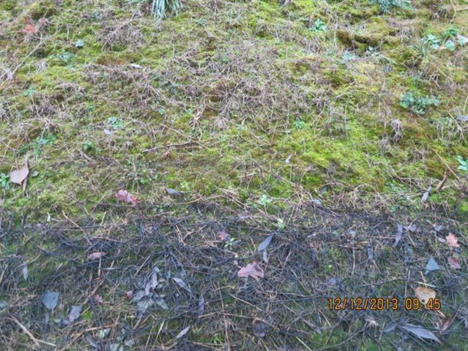 the HC setting in the vegetation